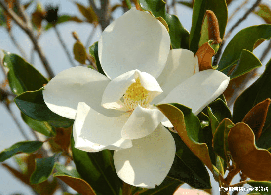 运势|未来一个月，好运相伴左右，4属相事事顺利如意，万事大吉