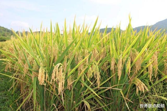 三亚：中国唯一没有冬天的省份，被称为“天然大温室”，四季如夏