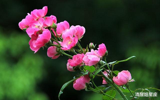 生肖▲十二星座中心口不一的三大星座，心太软但嘴太硬，死要面子活受罪