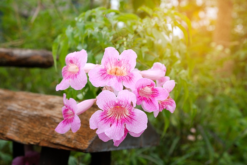 『属牛』生肖牛:一失足成千古恨,5月份有“天塌的坏消息”传来!