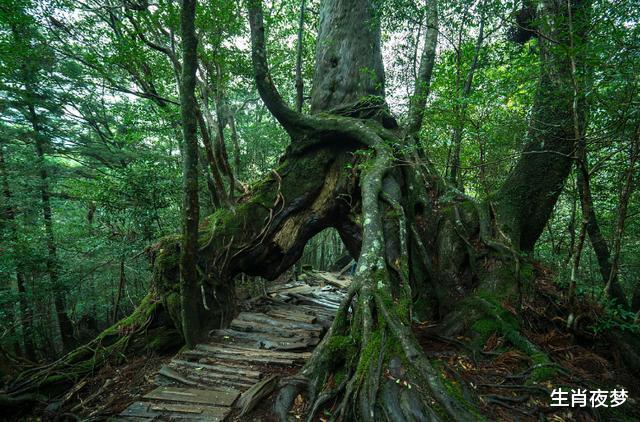 运势▲好消息！六月运势翻红的生肖，生活赶走霉运，事业迎来发展高峰期