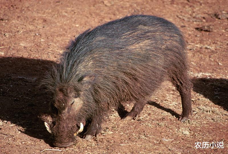 狮子|非洲巨型野猪，体型大过东北虎，狮子都头疼