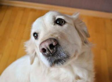 对狗狗“摸头杀”时，狗狗是怎么想的？说出来让人深思