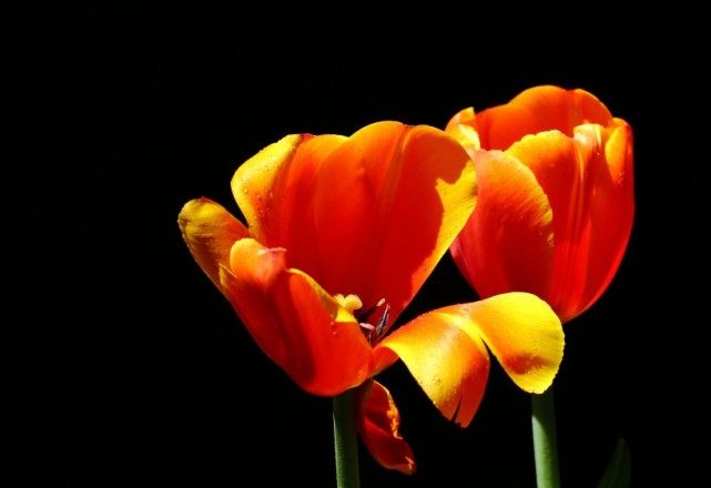 【生肖】好事临门的4大生肖,桃花凯旋归来,喜获良缘姻缘深厚,余生幸福