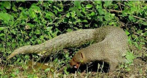 [蜜獾]蛇在世界上的六大天敌，第一种太可怕！