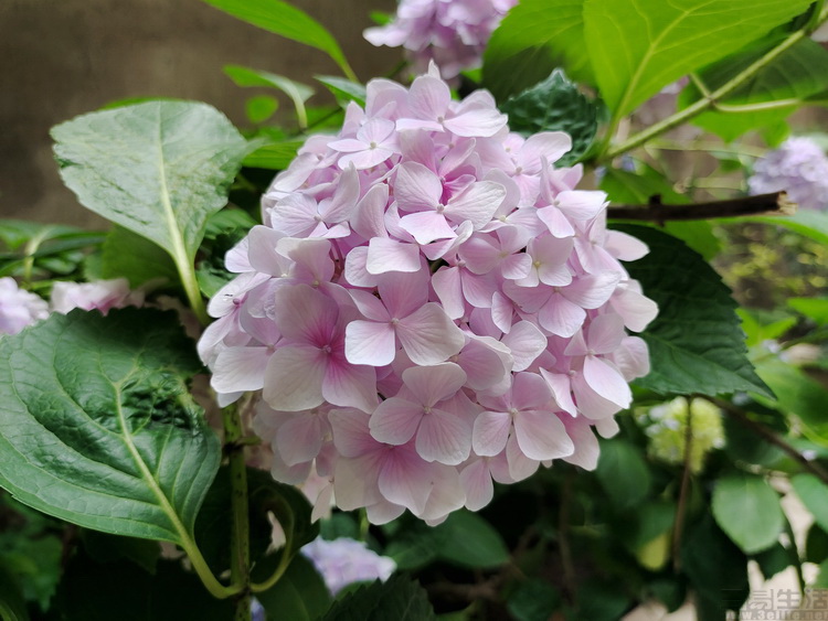 vivo x▲vivo X50 Pro评测： 手机影像防抖革命