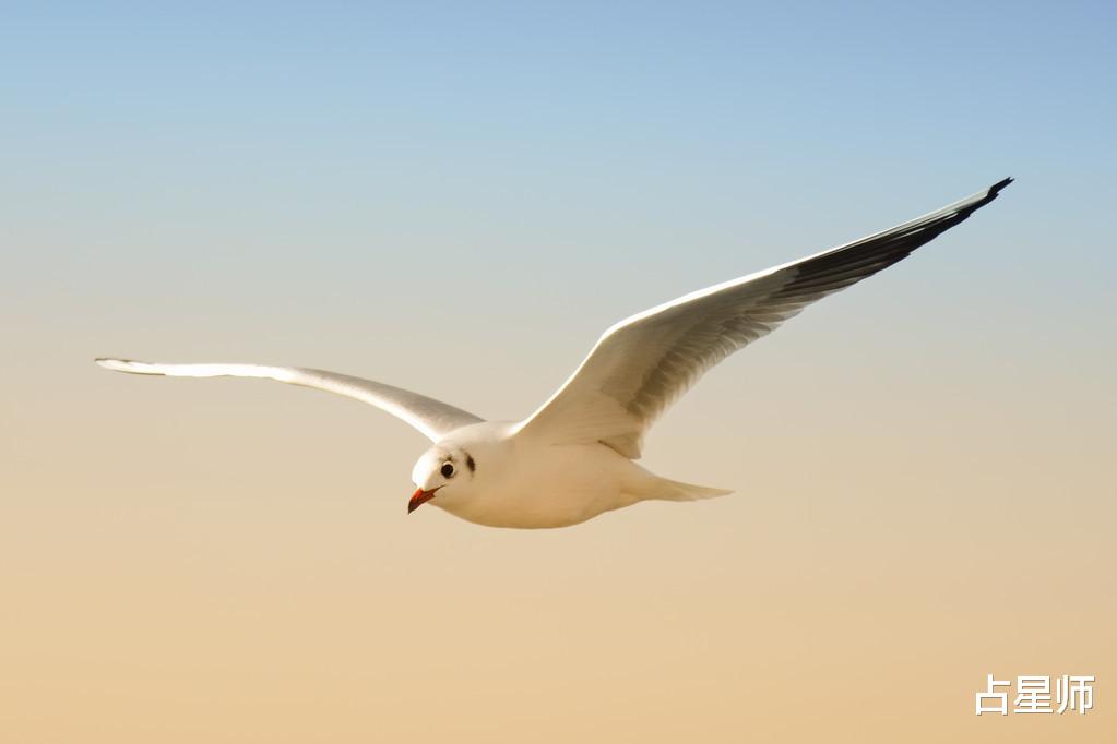 []（周运）凯莉_3月16日至22日星座运势：展翅高飞，勇敢面对