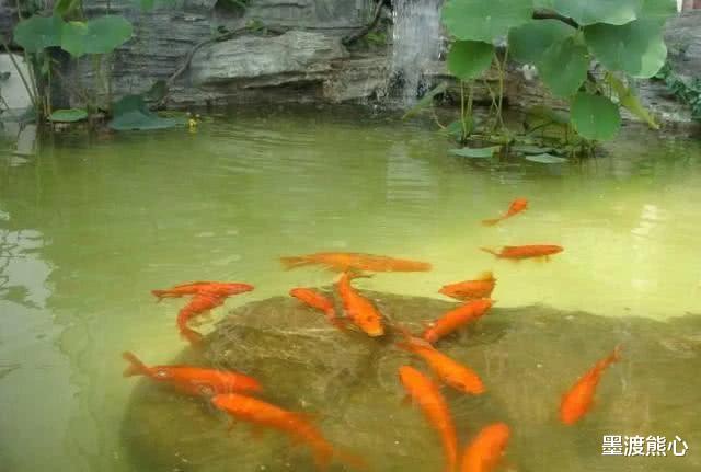 []干挖一个湖泊，为何几年后能“自动生新鱼”原来是有科学依据的