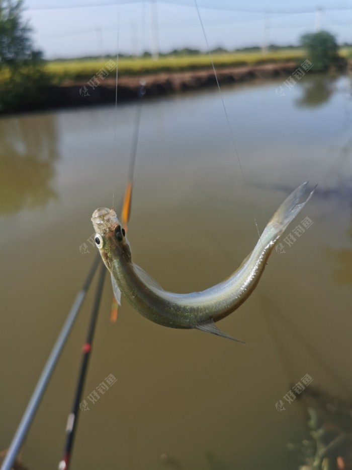 |秋意渐浓，在秋风中享受垂钓的快乐