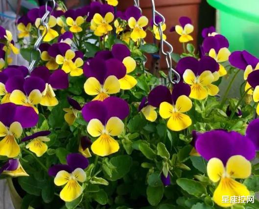 |哪些日子出生的人，做事有原则，交流能力强，能得他人喜爱和认可