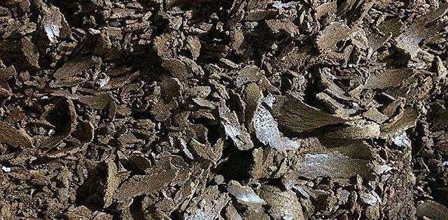 玉米|菜籽饼有毒，不能当窝料使用？这是赚了你的钱，还让你浪费了时间