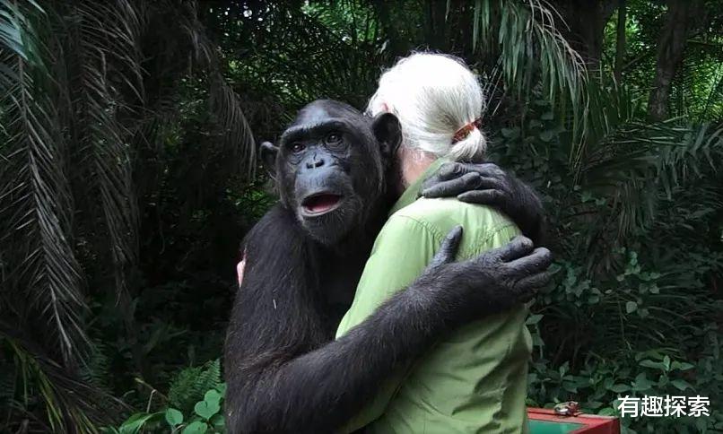 「后代」人和猿结合能否育出后代？上个世纪实验过，曾招募5名年轻姑娘