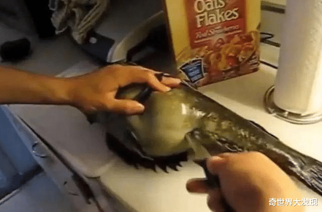 鱼肚|男子发现一条大肚“怪鱼”，回家剖开鱼肚后的发现令他难以置信