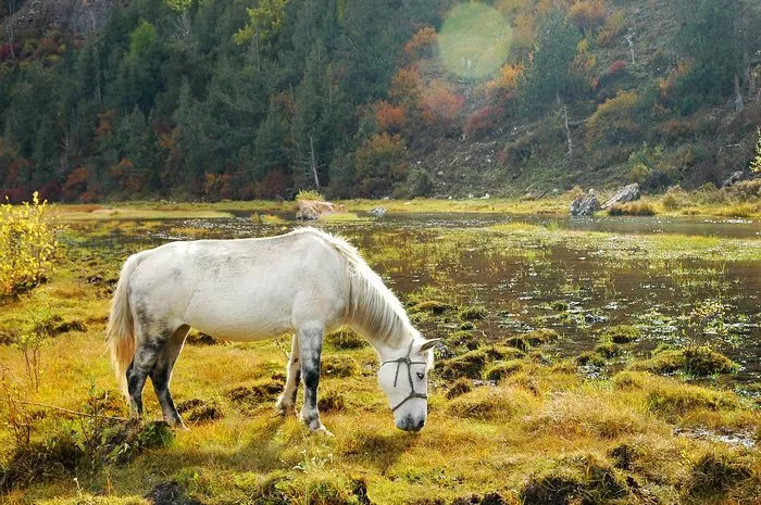 九寨沟@比九寨沟美，比稻城迷人！藏在川西的这个“徒步天堂”，人少景美还免费！