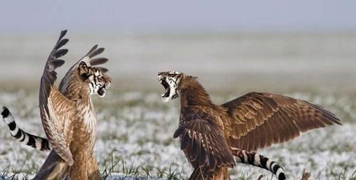 【黑鹰】美国加州出现鹰类杂交，引起科学家注意，动物杂交越来越普遍了？