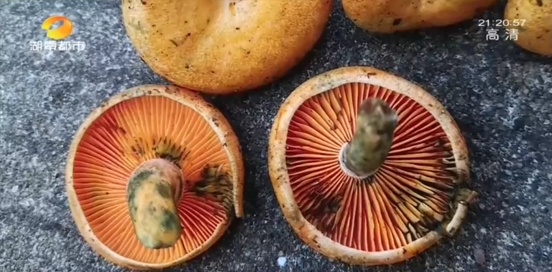 #额温枪#喝了这种家常汤，湖南一家六口被毒倒！清明祭祖千万别吃这东西！