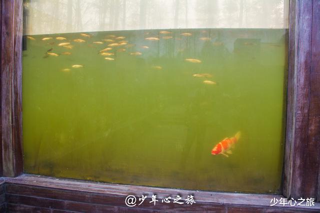 杭州|杭州西溪隐藏一个海底世界，却因设计问题成鸡肋景点