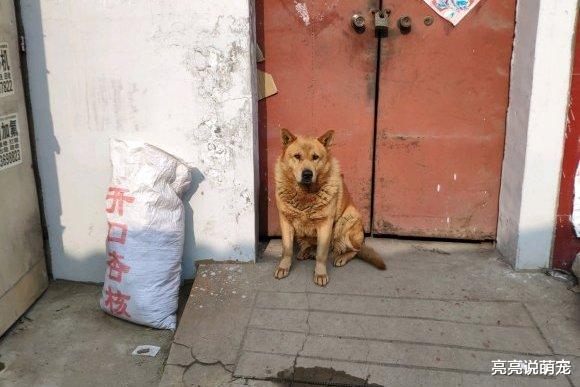 土狗总往外跑，网友一气之下把它轰出去了，它却不敢跑去玩