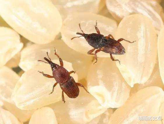 大米|密封的米罐里,有时候为何会出现黑色的虫子,这些虫子吃了会怎样