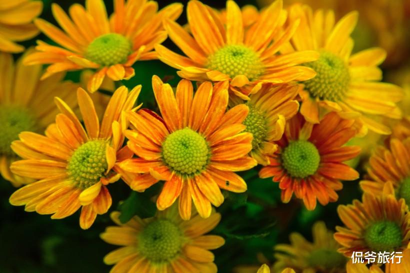 生肖▲6月21号好运不离身的3生肖, 左手财神, 右手贵人, 鼠年升官发财!