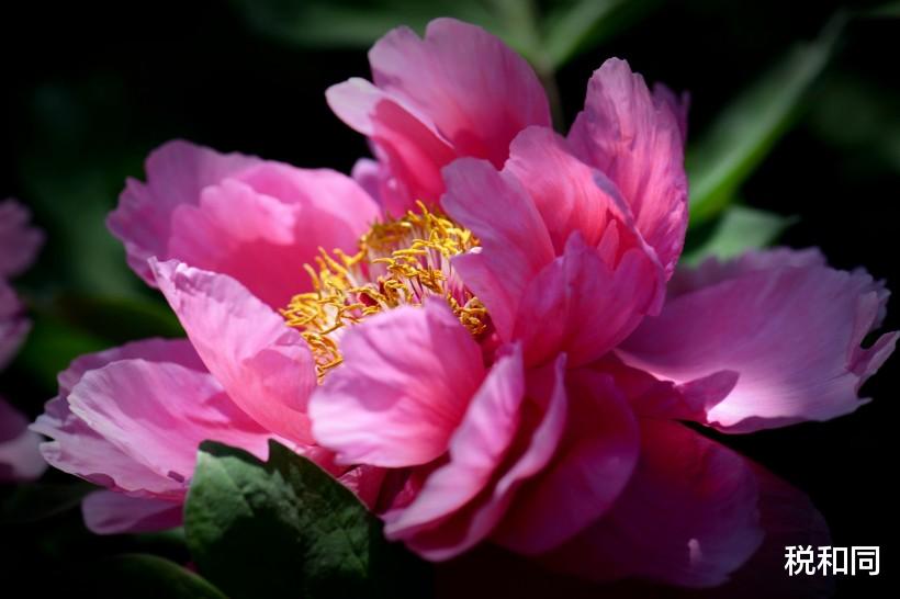 「生肖」6月下旬，财神进门，钱财运旺盛的3生肖，心想事成，好运来