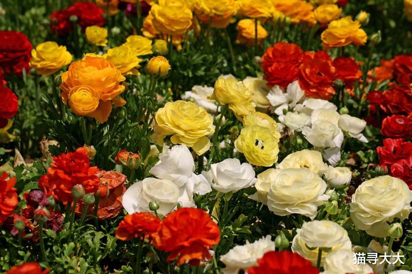 [生肖]7月起，桃势逆转，情缘极佳，路遇真爱的4大生肖，早日拥抱幸福