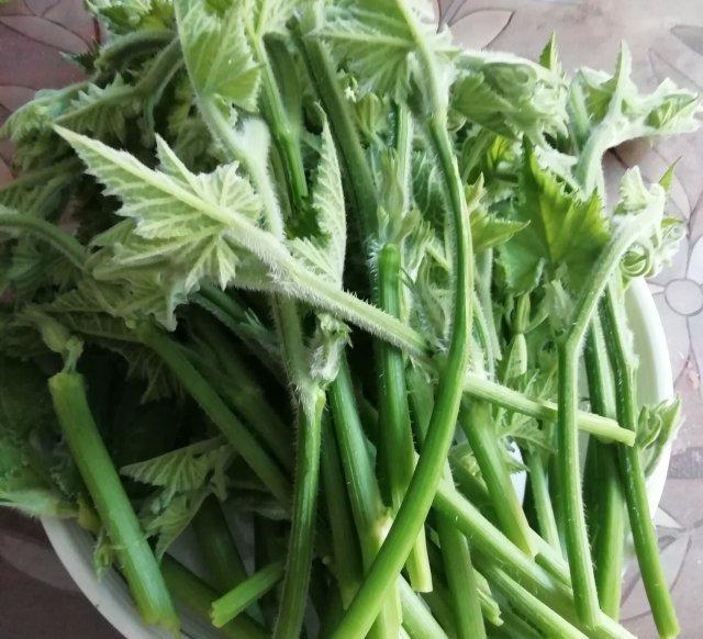 南瓜|7成人“忽略”这菜，是药还是菜，湿气消失了，胖人越吃越瘦