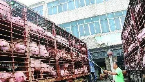 豬肉價格回歸到非洲豬瘟前13 元一斤，國內的養豬集團能答應嗎？-圖3