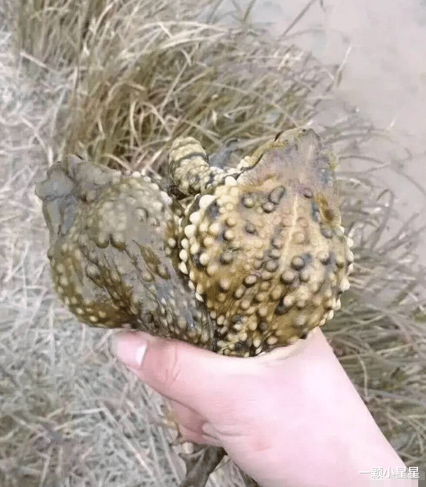 牛蛙|“抓到了几只牛蛙！太好吃了！有点头晕，等睡醒了明天还去！”赖克包？