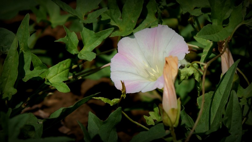 [生肖]7月下旬，前缘入命相思环绕，再次回首，旧情指日可待的四大生肖