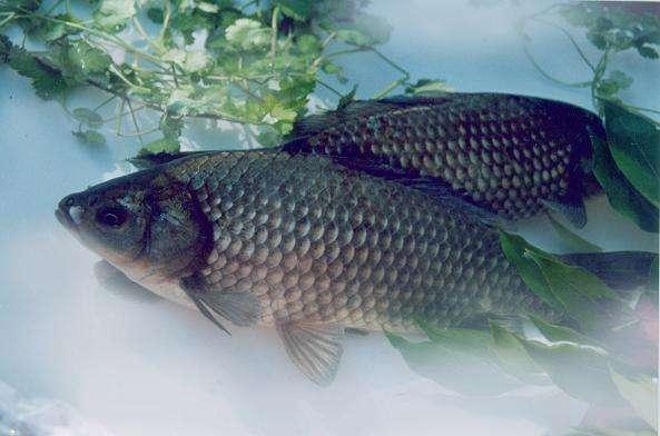 「鲤鱼」钓鱼：窝子里明明有鱼，就是不吃饵，先把原因找到！