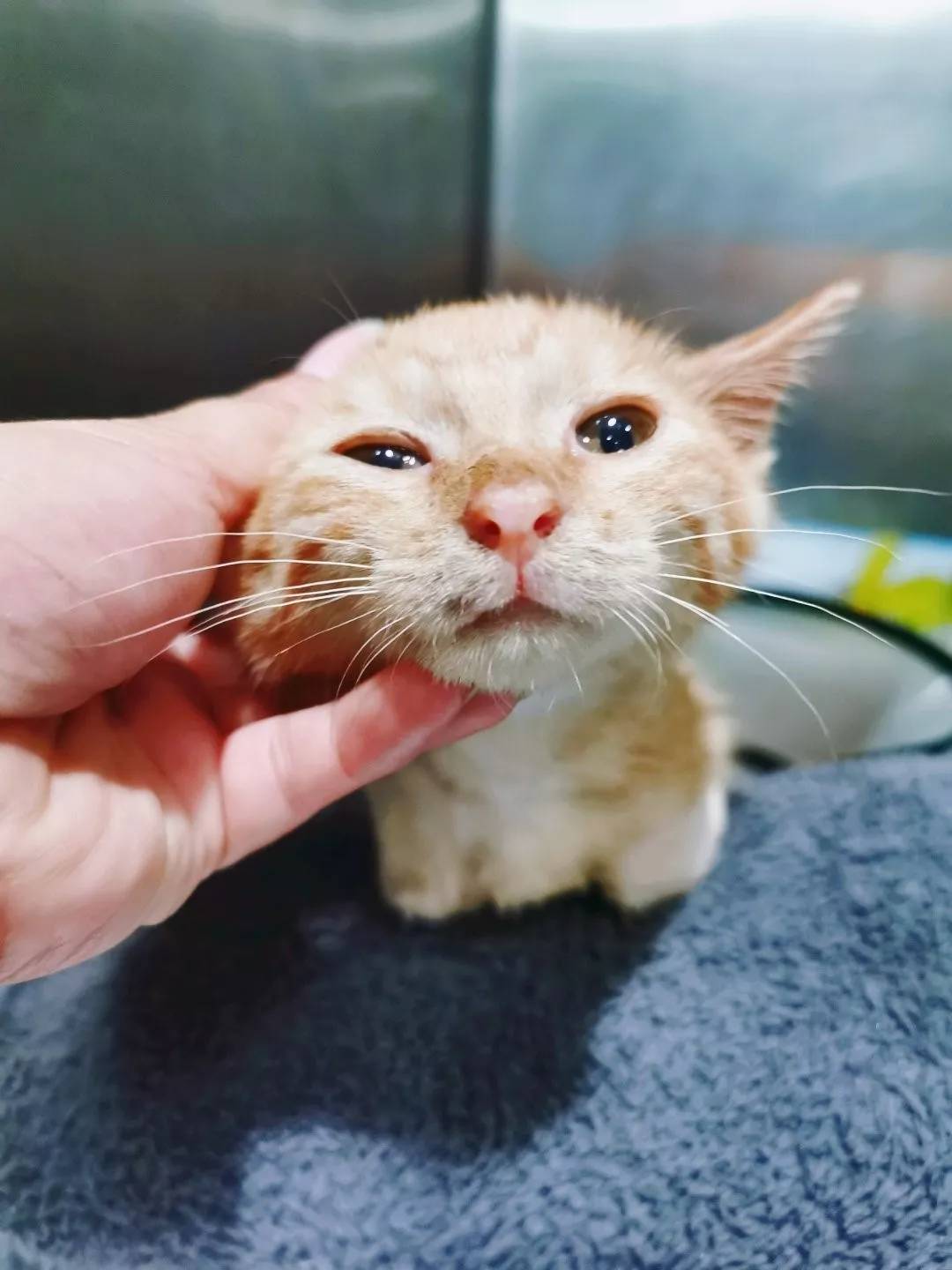 在痛苦中生活的残疾猫咪该不该安乐死？