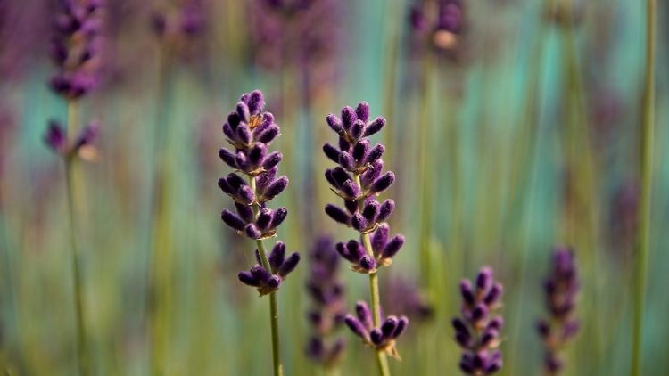 处女座|九月份期间，运势逆转，财神点名，好运缠身，财运翻倍的四大生肖