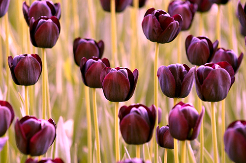 生肖|七月底前，家有喜事，财帛大旺的三个星座