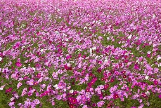 天蝎座|8月运势大吉，4属相生意兴隆，财源广进，衣食无忧，好运连连