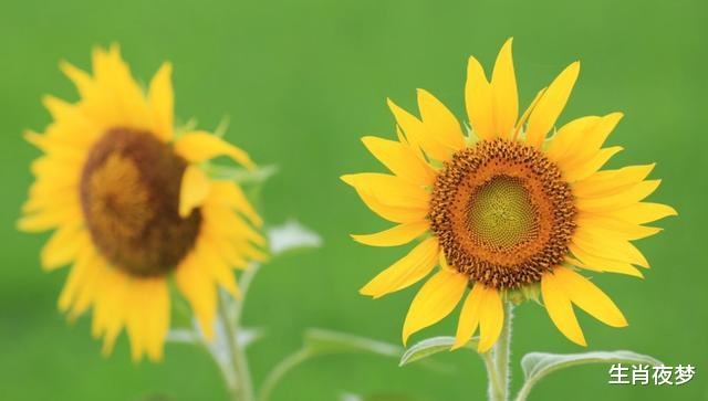 『生肖』5月，兜兜转转，越爱越深，3生肖痴心于旧情人，坚决爱，不放手