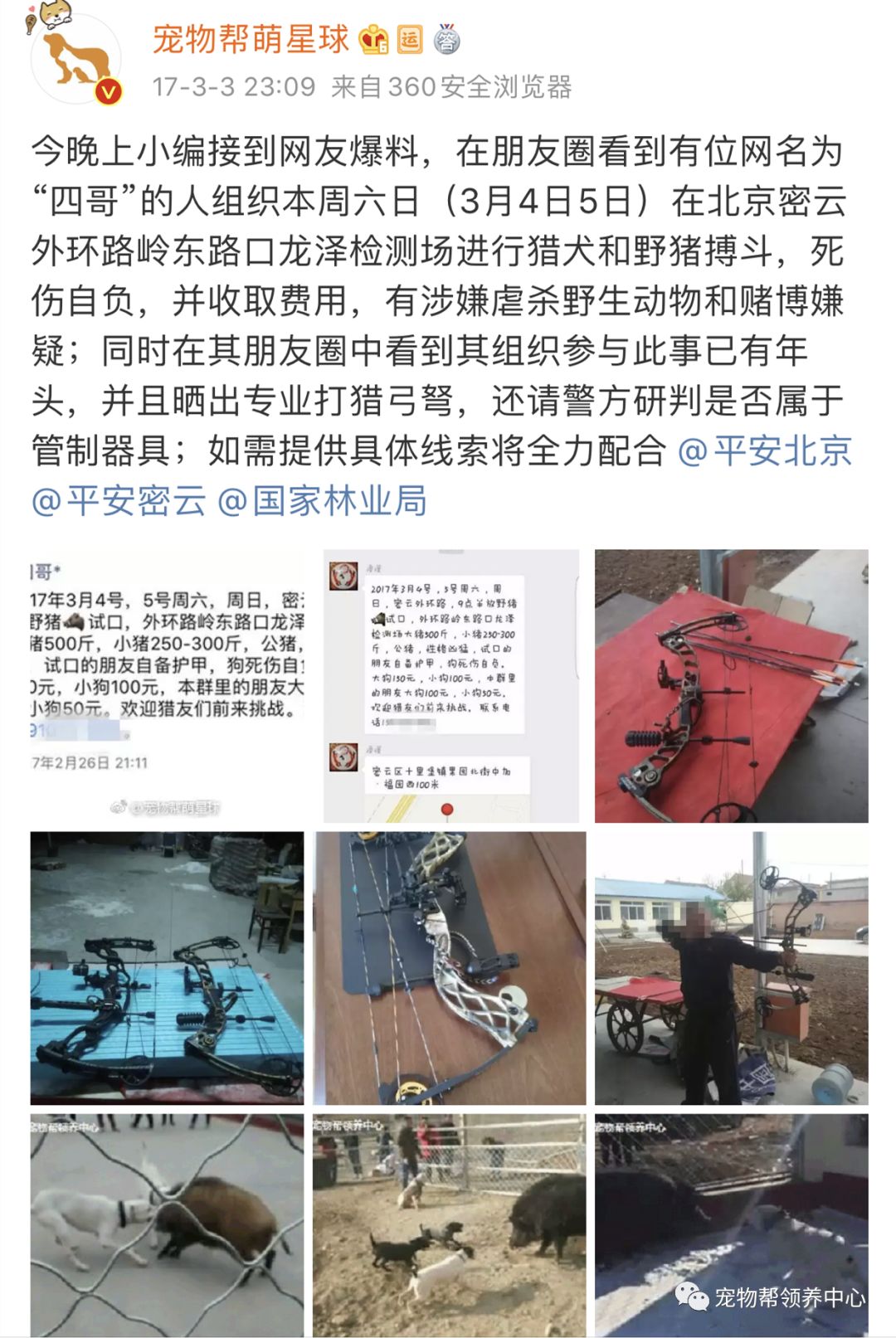 度假村藏匿残忍斗狗场，场面血腥，而上百人却在拍手叫好！