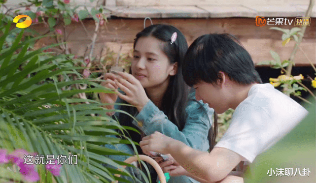 【最强大脑】《向往的生活》彭昱畅跟张子枫互动太亲密，张婧仪的表情却耐人寻味