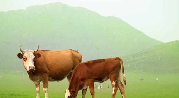 『大象』世界上杀人最多的动物是什么