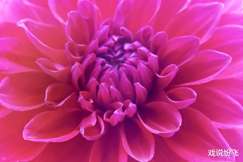 运势|接下来一周,喜事临门,3生肖运势不断上扬,财运机遇,挡也挡不住