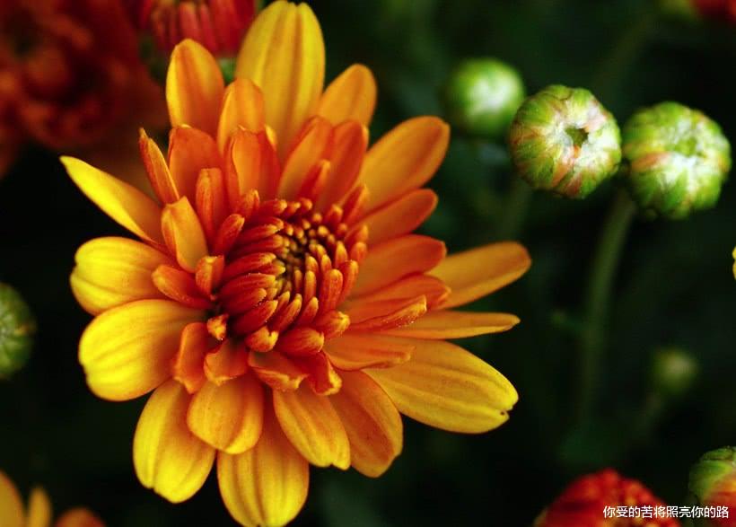 「运势」5月下旬起财运进入黄金期，好运爆棚，喜事不断的四属相