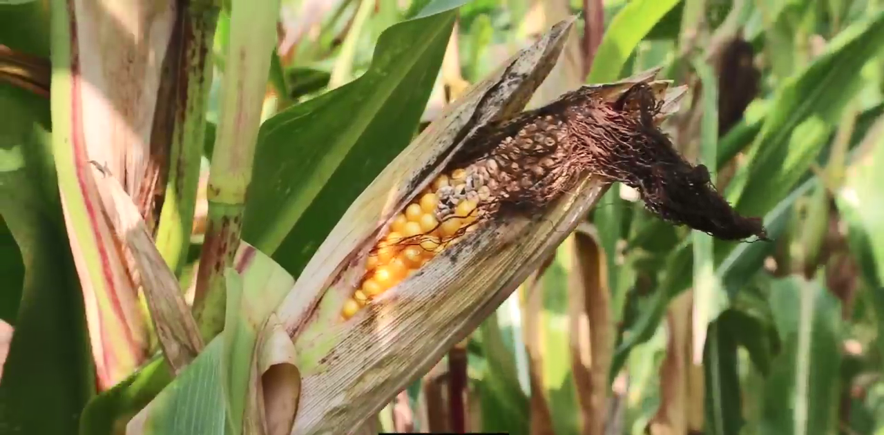 「恒星」头发越长,第六感越强!人是由玉米造的!2020年为止,最准的预言