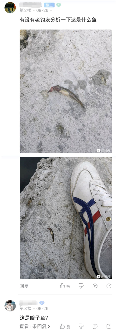 港珠澳大桥|港珠澳大桥上钓鱼？钓鱼佬的沙雕，你根本想象不到