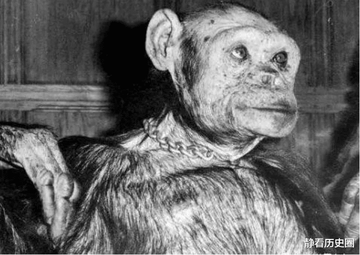 「女孩」苏联进行“人猿杂交”实验，5个非洲女孩作实验对象，有何结果？