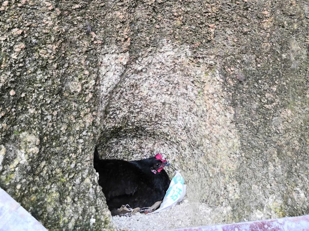 @鸡栖于埘鸡栖于桀的情景在莽山钓鱼坑重现