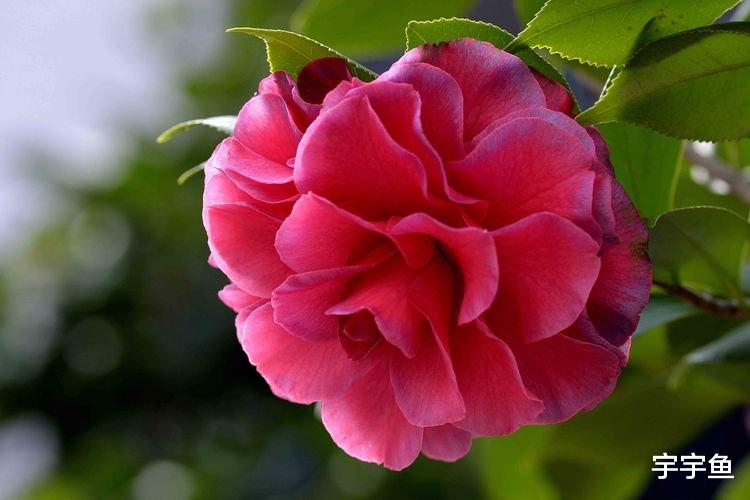 旧爱|在9月份，旧爱回头，痴情依旧，四大星座不忘初心，此生再不分手