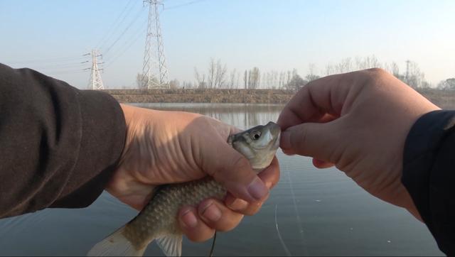 「鲫鱼」钓大鲫鱼难吗？先知道它藏在哪里，再通过3步钓到它！