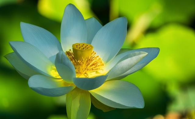 天秤座|10月上旬，桃花遍地开，真爱相伴，表白迎来爱情的四大星座