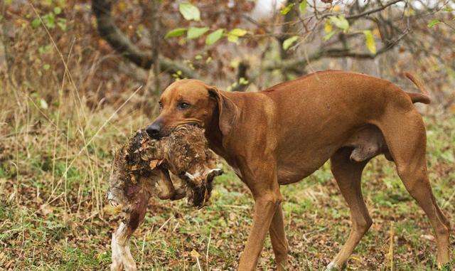 狂犬病|被狂犬病“消灭”的民族,奇异婚俗酿成灾难,致全族“灭绝”