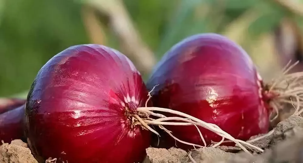 洋葱|钟南山院士：‘支架’让生命进入倒计时！